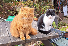 �I�Z�����ƃE�m